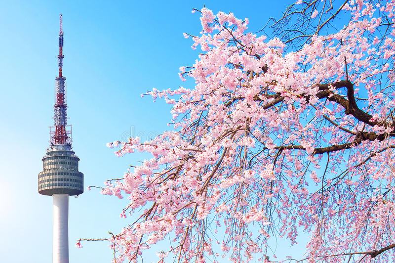seoul tower pink cherry blossom sakura season spring south korea 91762759